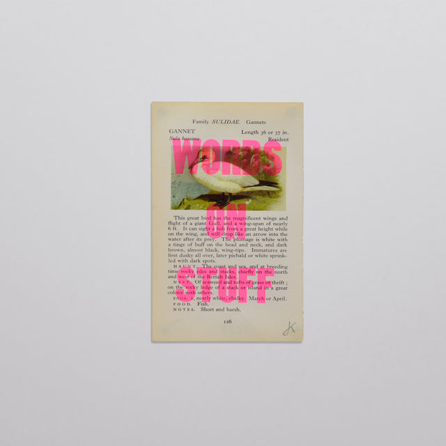 Words on stuff - Birds 01 (pink)